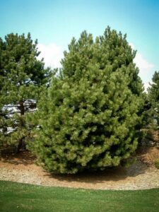 Сосна Чёрная (Pinus Nigra) купить по цене от 270.00р. в интернет-магазине «Посадика» с доставкой почтой в в Сердобске и по всей России – [изображение №1].