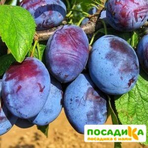 Слива Чачакская ранняя купить по цене от 229.00р. в интернет-магазине «Посадика» с доставкой почтой в в Сердобске и по всей России – [изображение №1].