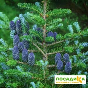 Пихта корейская (Abies koreana) купить по цене от 450.00р. в интернет-магазине «Посадика» с доставкой почтой в в Сердобске и по всей России – [изображение №1].