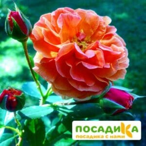 Роза Арабия купить по цене от 350.00р. в интернет-магазине «Посадика» с доставкой почтой в в Сердобске и по всей России – [изображение №1].