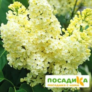 Сирень Примроуз (Primrose) купить по цене от 529.00р. в интернет-магазине «Посадика» с доставкой почтой в в Сердобске и по всей России – [изображение №1].