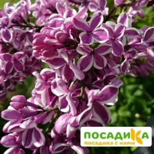 Сирень Сенсация купить по цене от 529.00р. в интернет-магазине «Посадика» с доставкой почтой в в Сердобске и по всей России – [изображение №1].