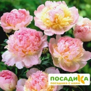 Пион Распберри Сандей (Paeonia Raspberry Sundae) купить по цене от 959р. в интернет-магазине «Посадика» с доставкой почтой в в Сердобске и по всей России – [изображение №1].