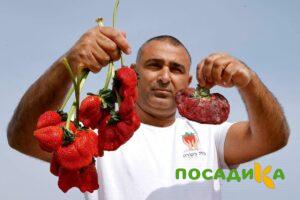 Клубника Гигант Джорнея купить по цене от 266р. в интернет-магазине «Посадика» с доставкой почтой в в Сердобске и по всей России – [изображение №1].