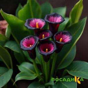 Калла Аура Лейс купить по цене от 400р. в интернет-магазине «Посадика» с доставкой почтой в в Сердобске и по всей России – [изображение №1].
