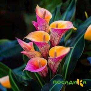Калла Оникс купить по цене от 450р. в интернет-магазине «Посадика» с доставкой почтой в в Сердобске и по всей России – [изображение №1].