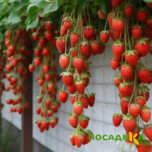 Клубника вьющаяся Комплимент купить по цене от 470р. в интернет-магазине «Посадика» с доставкой почтой в в Сердобске и по всей России – [изображение №1].