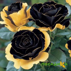 Роза Ханни Сикл купить по цене от 700р. в интернет-магазине «Посадика» с доставкой почтой в в Сердобске и по всей России – [изображение №1].