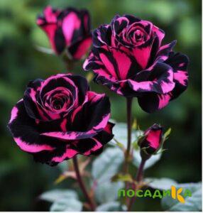 Роза Багровый Шепот купить по цене от 366р. в интернет-магазине «Посадика» с доставкой почтой в в Сердобске и по всей России – [изображение №1].
