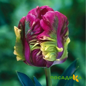 Тюльпан Экзотик Хэвен купить по цене от 186р. в интернет-магазине «Посадика» с доставкой почтой в в Сердобске и по всей России – [изображение №1].