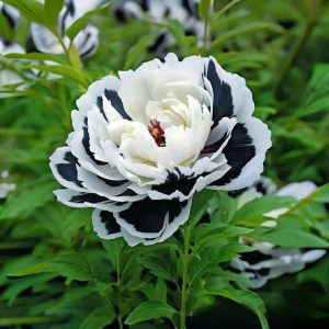 Пион Монохромный Шик купить по цене от 429р. в интернет-магазине «Посадика» с доставкой почтой в в Сердобске и по всей России – [изображение №1].